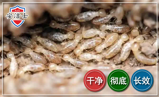 龙港白蚁防治