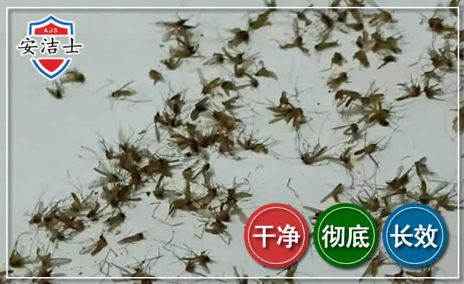 龙港苍蝇防治-灭蝇