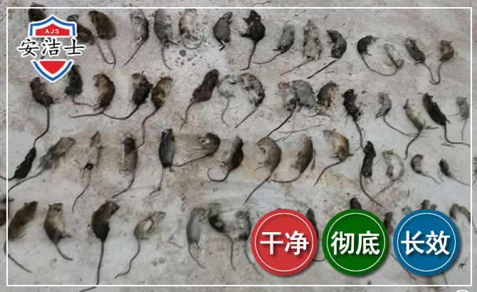 龙港鼠害防治-灭鼠