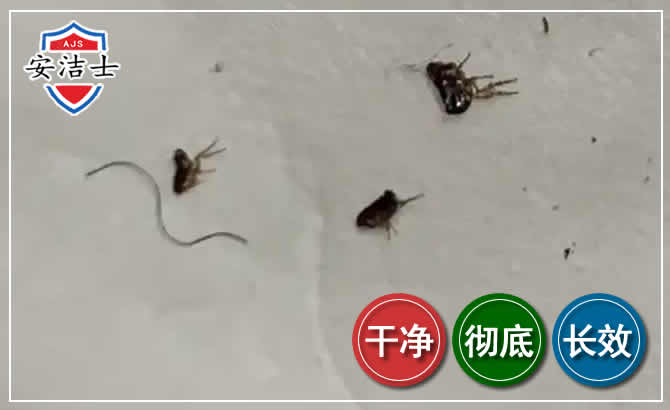 龙港跳蚤防治-灭跳蚤