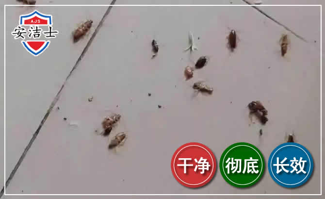 龙港蟑螂防治-灭蟑螂