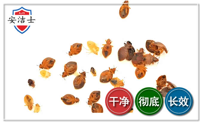 龙港臭虫防治-消灭臭虫